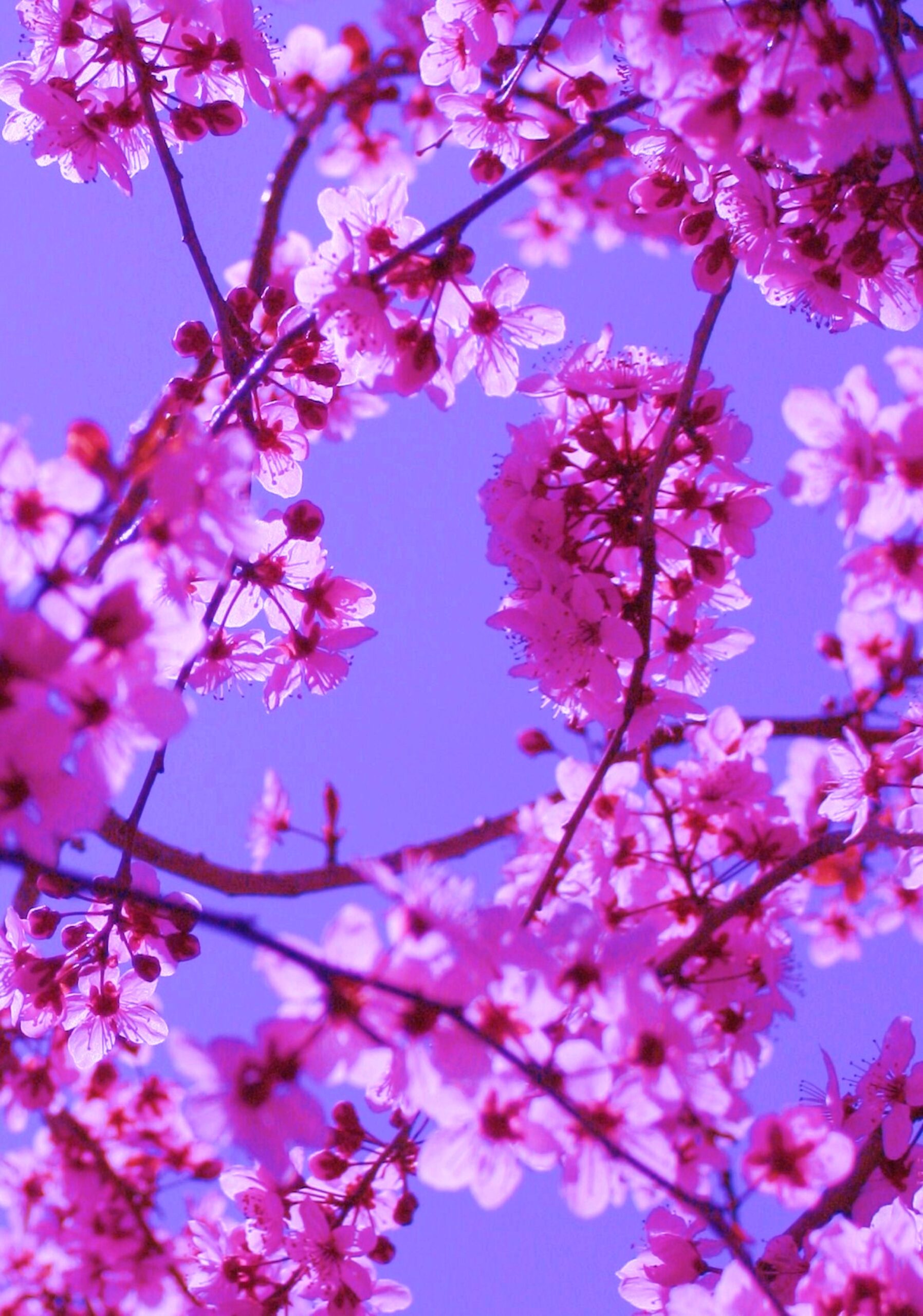 Free_Colorful_Spring_Blossoms_in_Pink_on_Blue_Sky