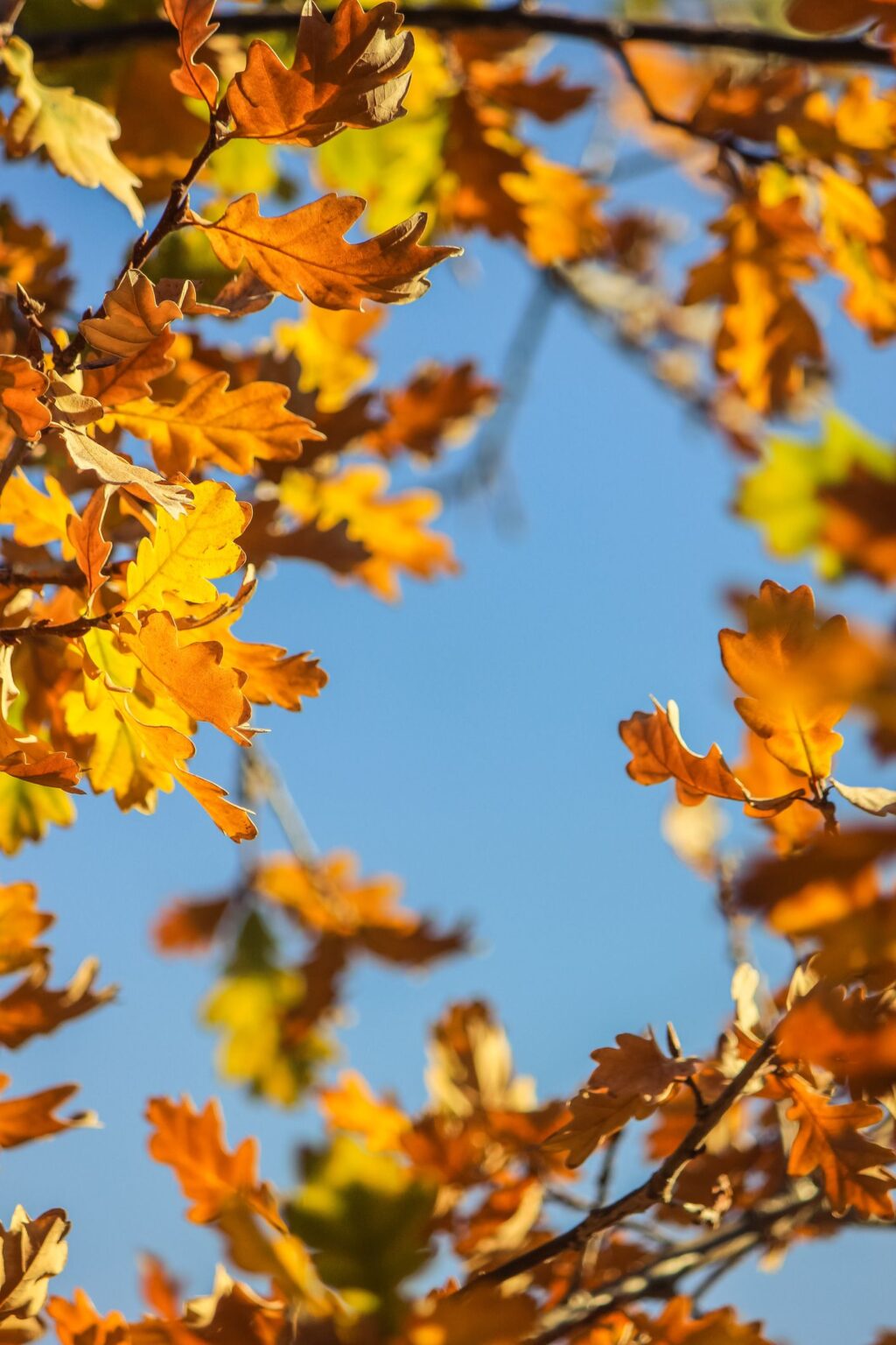 autumn-leaves-tree-1600566366