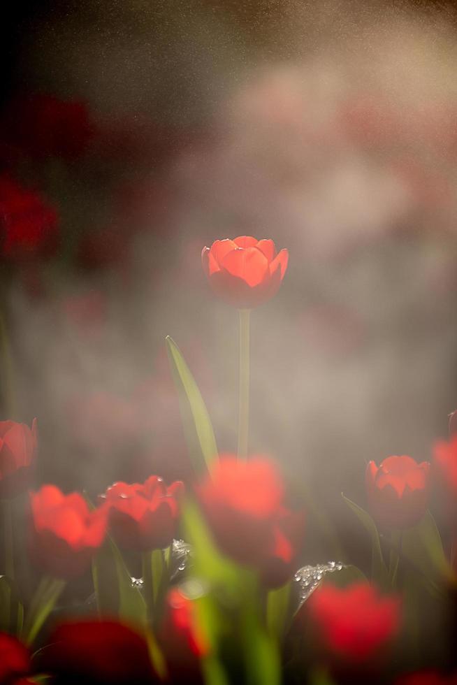 red-tulips-in-dark-tones-close-up-fresh-spring-flowers-in-the-garden-with-soft-sunlight-for-vertical-floral-poster-wallpaper-or-holiday-card-free-photo
